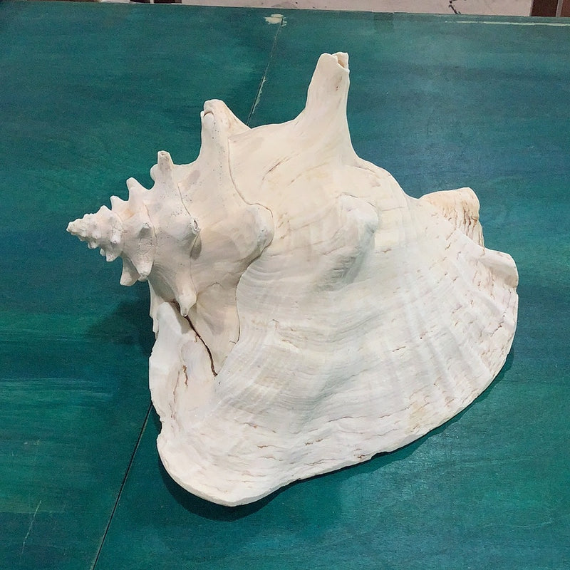 Queen Conch Shell