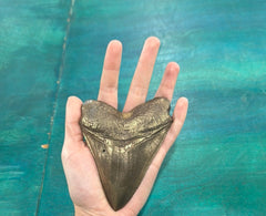 Bronze Megalodon Tooth
