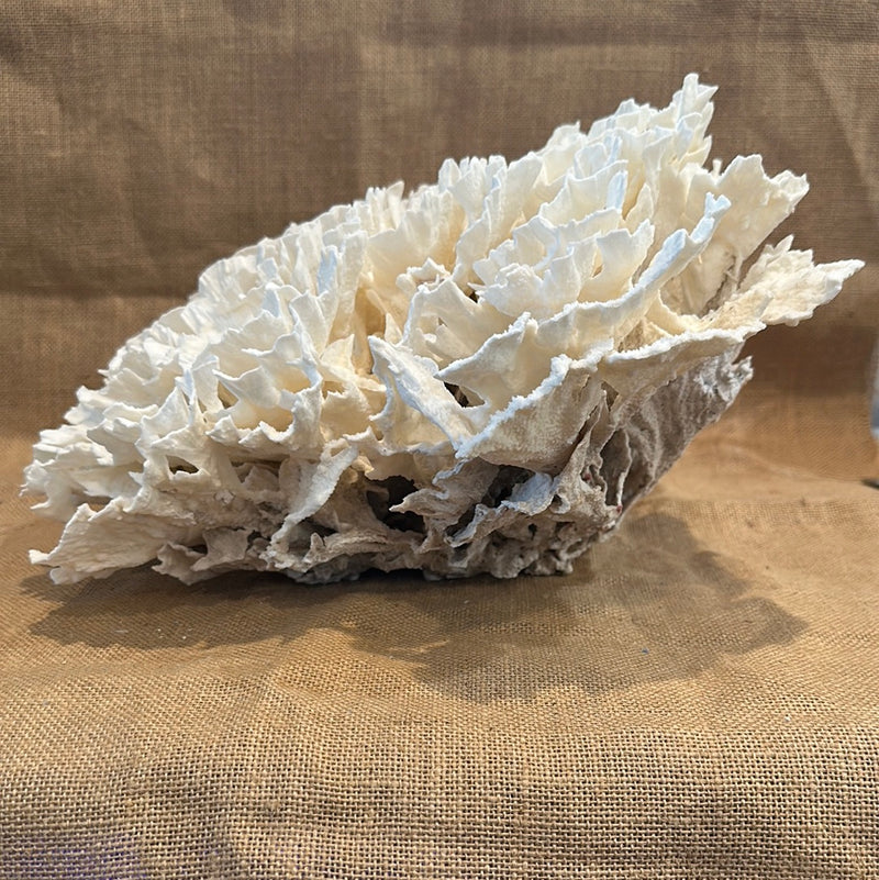 Vintage White Poca Coral - 20"x13"x7"