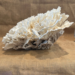 Vintage White Poca Coral - 20