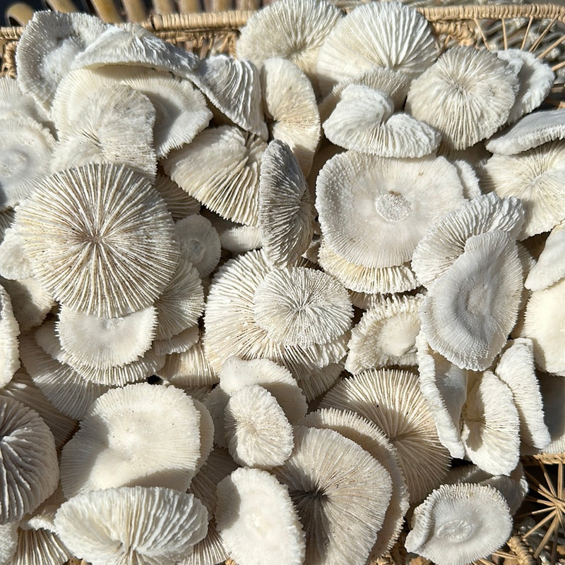 Mini Mushroom Coral 1-2"