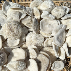Mini Mushroom Coral 1-2