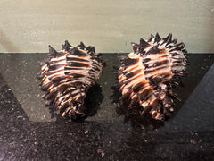 Radish Murex Shell - Hexaplex radix