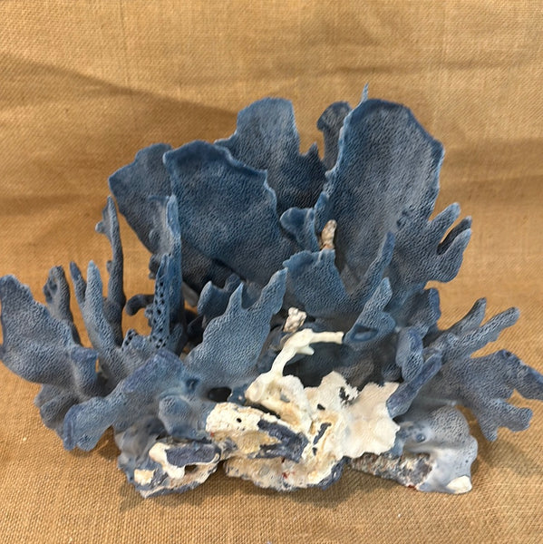 Stunning blue coral specimen, available at natur showroom