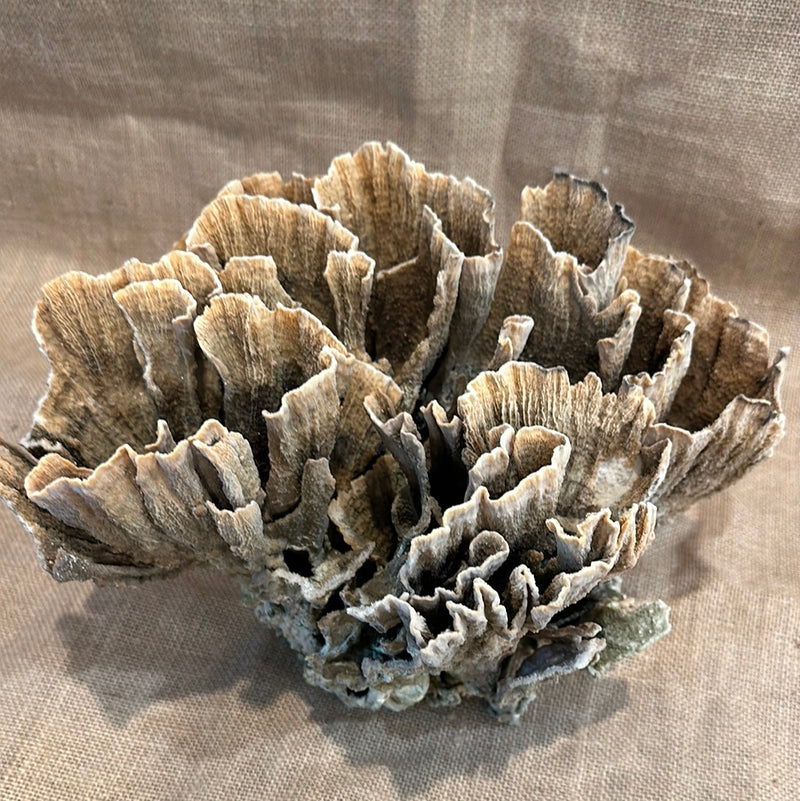 Vintage Natural Poca Coral - 12"x8"x7.5"