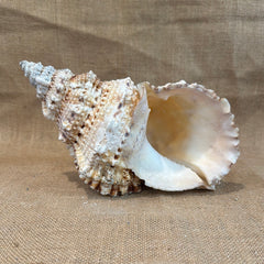Large Frog Conch Shell 9