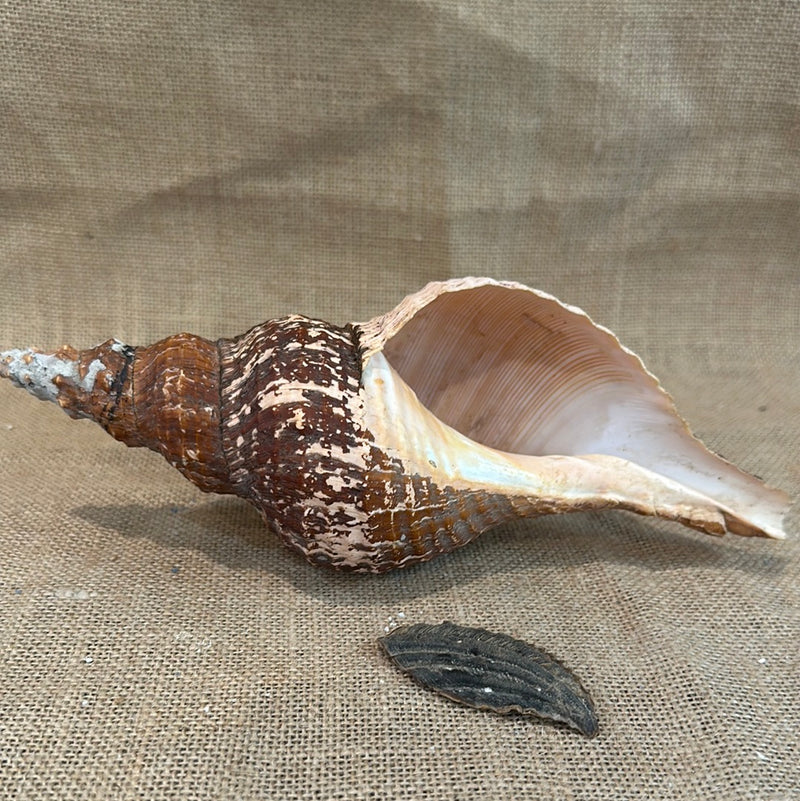 Melanistic Horse Conch Shell with Operculum & Perio- 9"