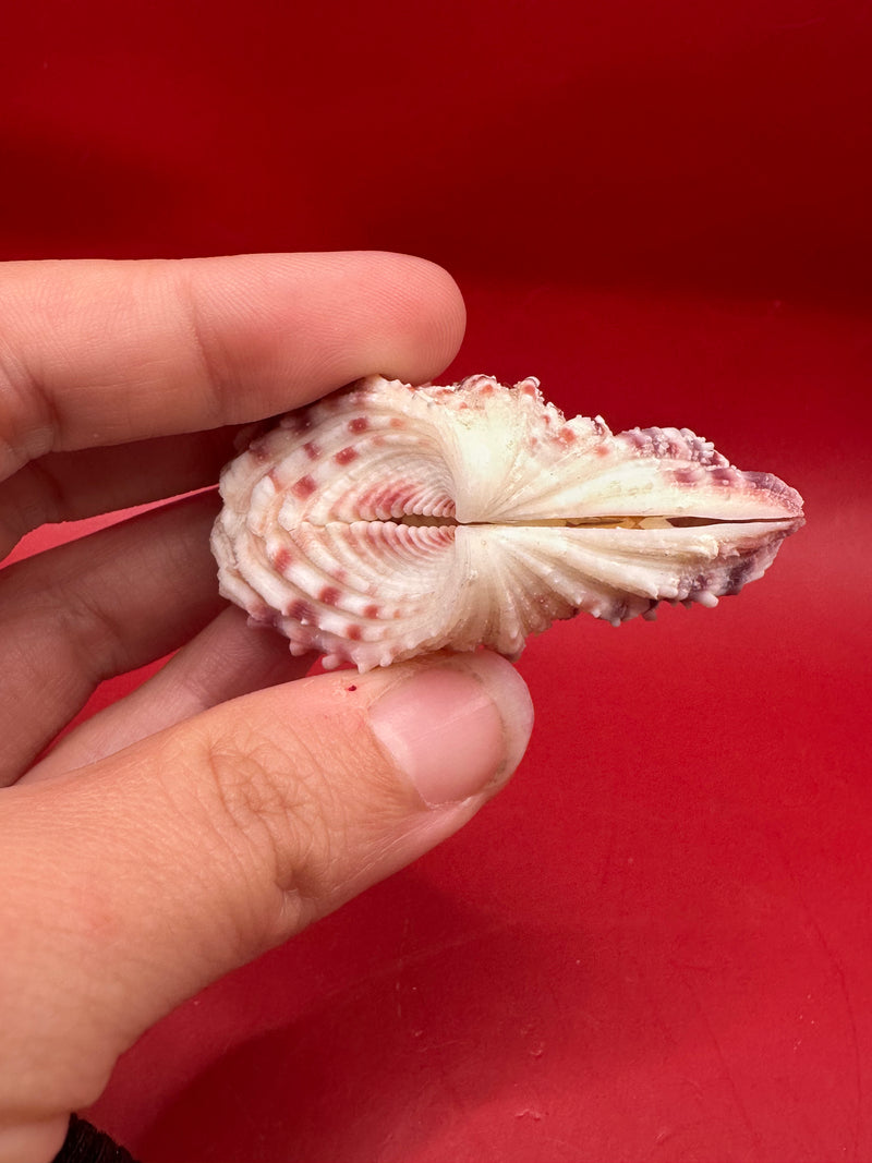 Compact 2" Baby Bear Paw Clam shell with natural ribbing and coastal tones