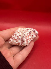 Close-up detail of Baby Bear Paw Clam shell 2