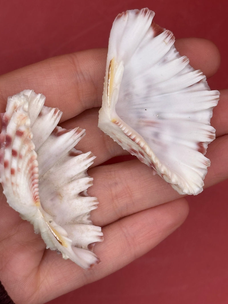 Interior view of Baby Bear Paw Clam shell pair 2" showing creamy white surface