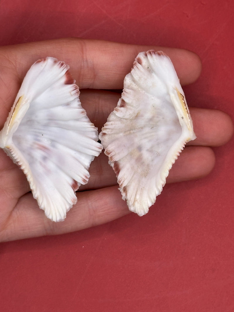 Open pair of Baby Bear Paw Clam shells showing ridged edges and creamy interior