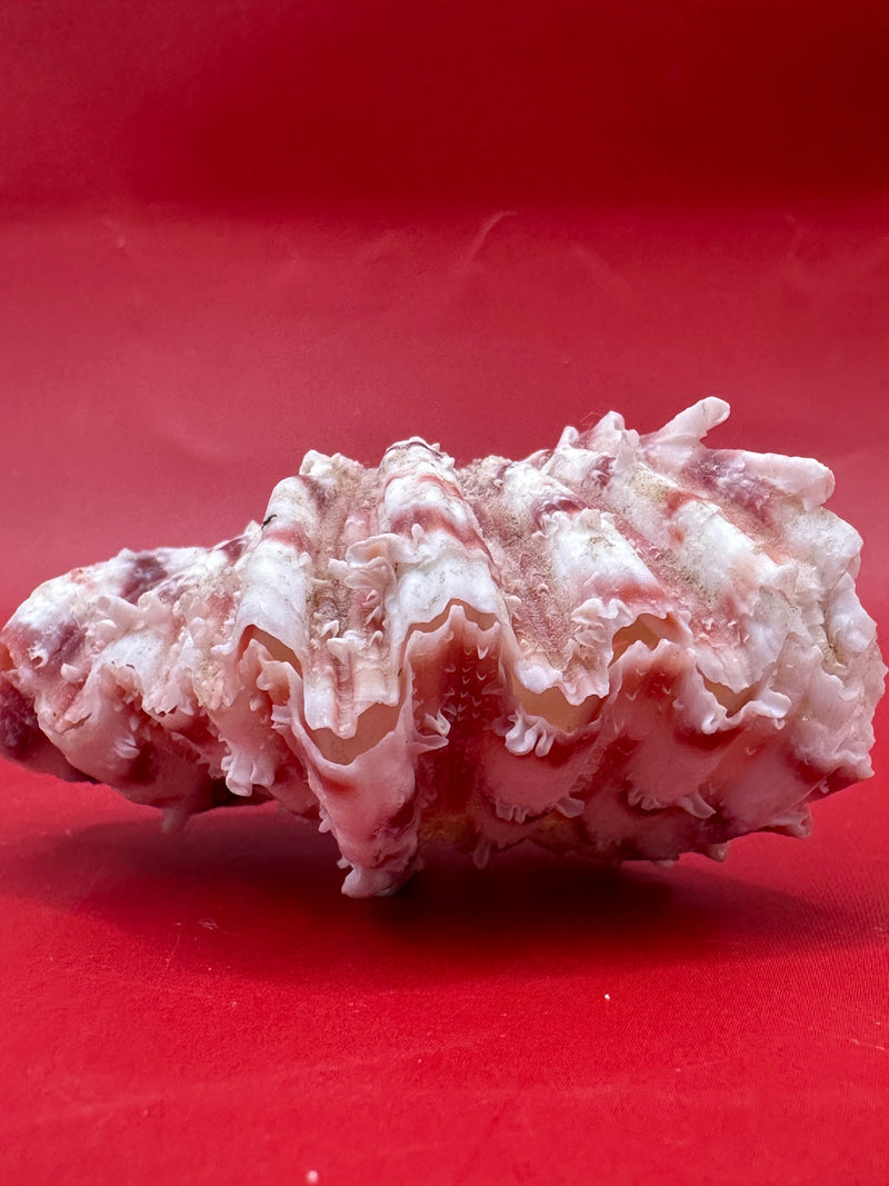 Baby Bear Paw Clam shell pair 2" with ribbed surface and pink-cream tones