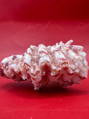 Baby Bear Paw Clam shell pair 2