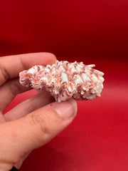 Baby Bear Paw Clam shells 2