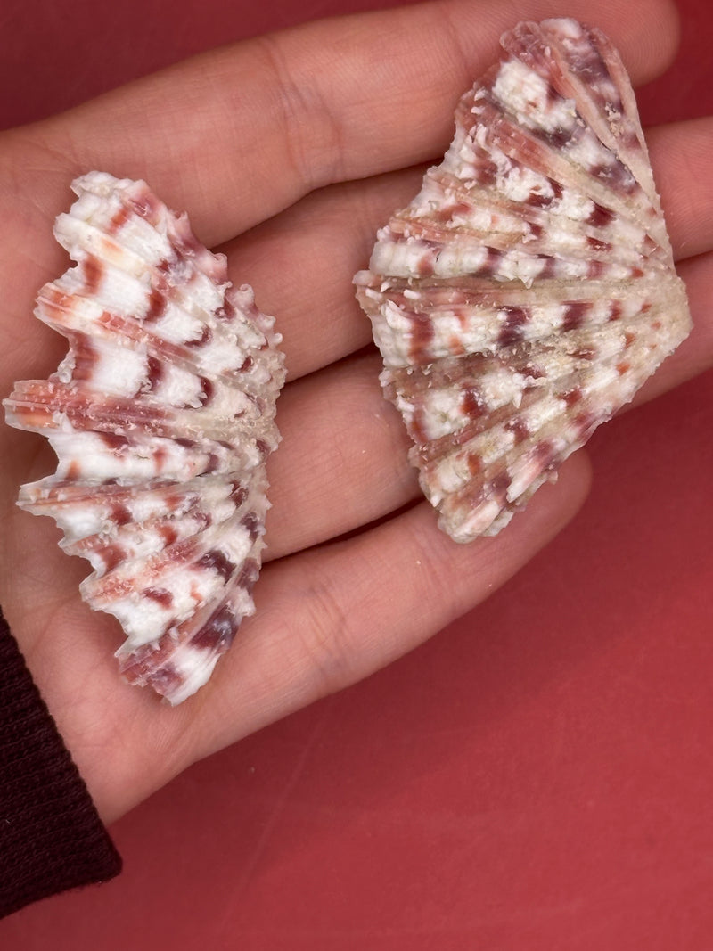 Top view of Baby Bear Paw Clam shell pair showing ridges and outer texture