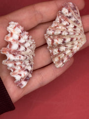 Top view of Baby Bear Paw Clam shell pair showing ridges and outer texture