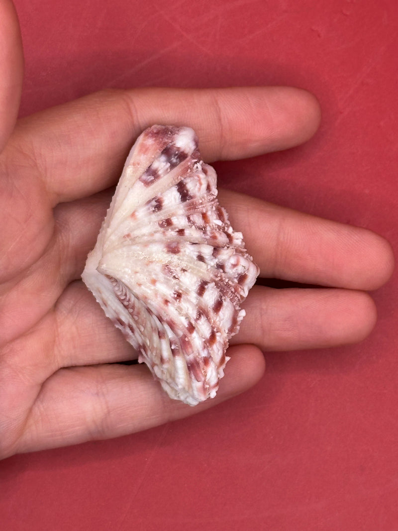Side profile of Baby Bear Paw Clam shell 2" with pink and cream ribbed surface