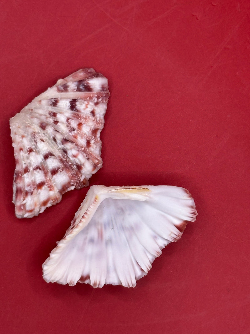 Top view of Baby Bear Paw Clam shell 2" showing natural markings and form