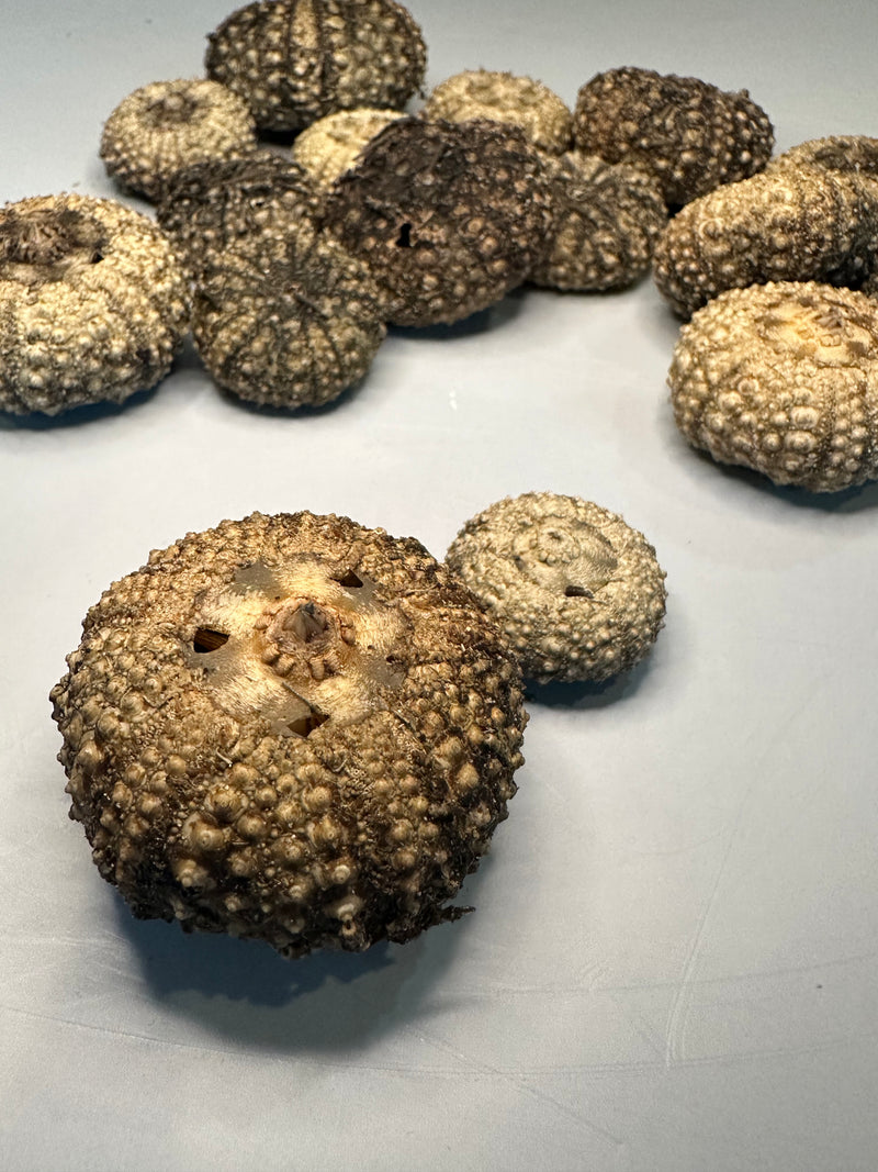 A close-up view of a textured sea urchin shell with dark and light natural patterns, surrounded by other urchin shells.