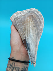 Back view of rigid pen shell with barnacle growth 7.9