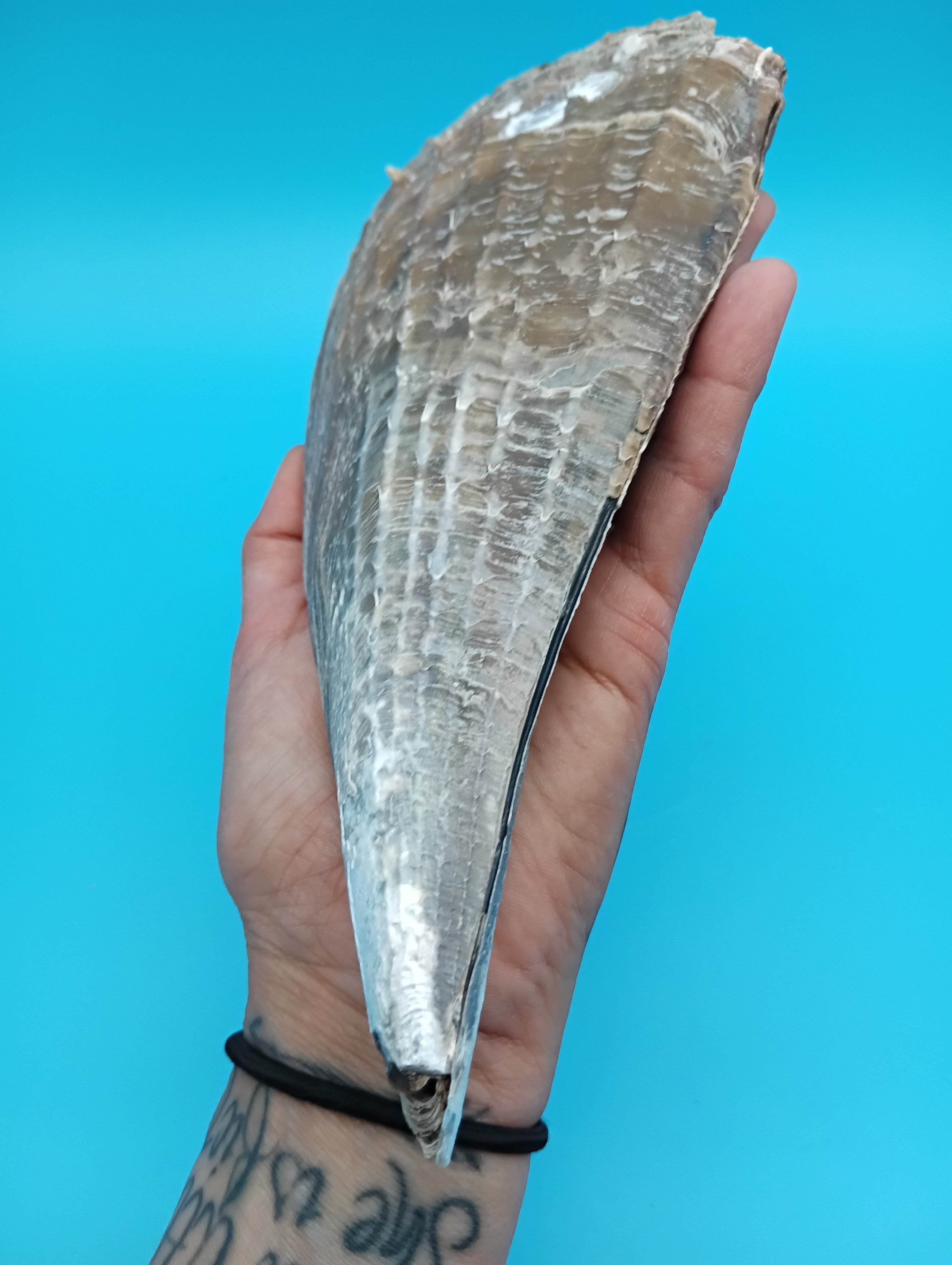 Barnacle Encrusted Rigid Pen Shell 9