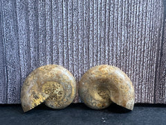 Polished Desmoceras Ammonite Fossil with intricate internal chambers, from Madagascar, dating back to the Cretaceous Period.