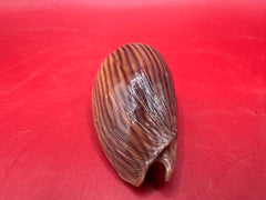 Back of zebra volute shell showing defines lines and gloss