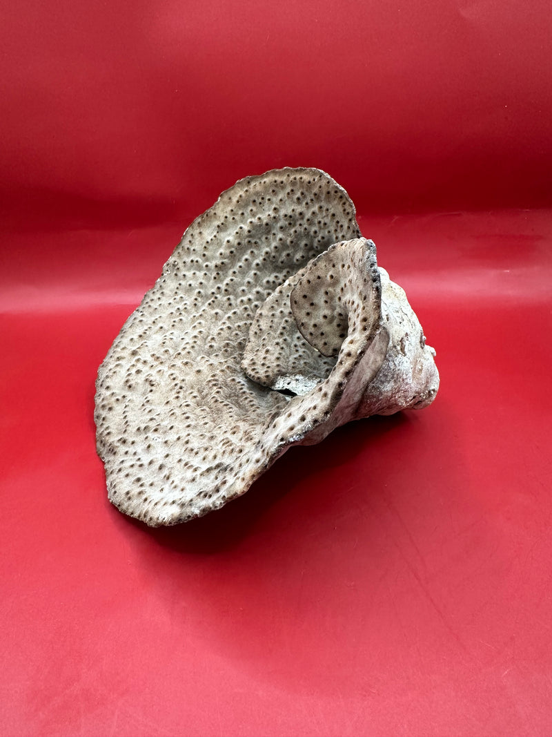 Back view of Cup Coral vintage coastal specimen