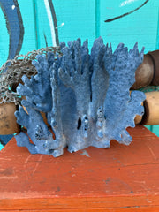 Blue coral on a wooden surface with a teal background
