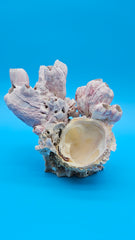 Barnacle bloom with scallop shell natural coastal décor specimen