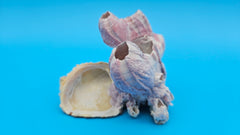 Small barnacle bloom with scallop shell display specimen
