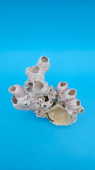 Barnacle bloom shell specimen coastal display décor