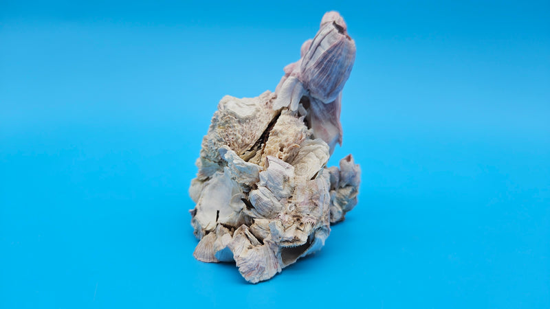 Cluster of barnacles with Jewel Box shell – ocean-inspired decor piece