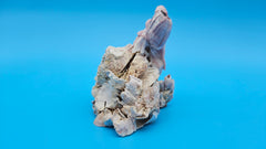 Cluster of barnacles with Jewel Box shell – ocean-inspired decor piece