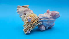 Barnacle and Jewel Box seashell specimen – natural beach decor collectible
