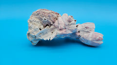 Lavender barnacle cluster with ivory scallop shell – unique coastal decor piece