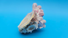 Natural barnacle cluster with scallop shell for premium beach home display