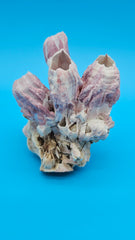 Purple barnacle formation with scallop shell collectible specimen