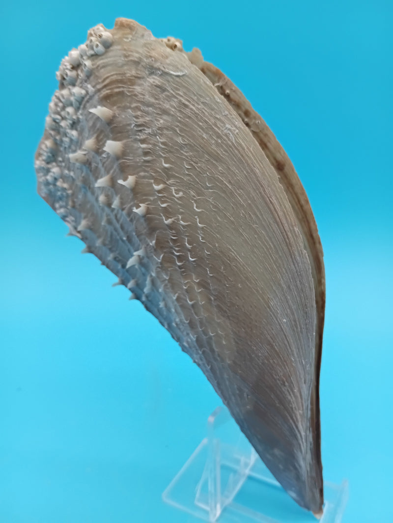 Angled view of barnacle covered rigid pen shell 7.2" – natural beach decor accent