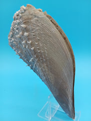 Angled view of barnacle covered rigid pen shell 7.2