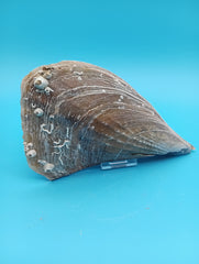 Angled view of barnacle covered rigid pen shell 7.9