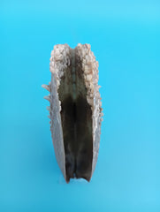 Close-up of barnacle details on rigid pen shell 7.2
