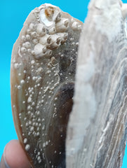 Close-up of barnacle details on rigid pen shell 7.9