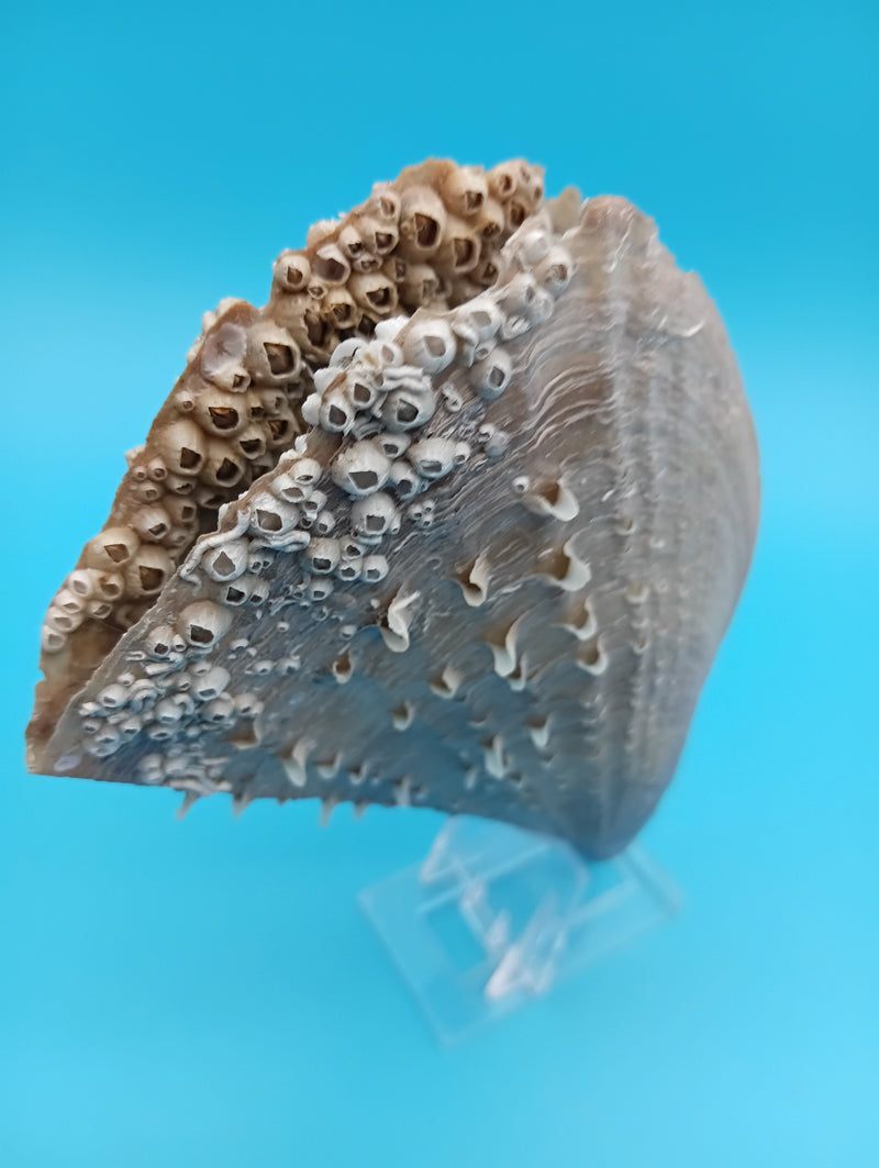 Barnacle encrusted rigid pen shell 7.2" display – natural coastal decor specimen