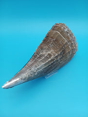Barnacle encrusted rigid pen shell 9