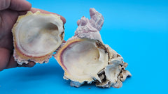 Marine barnacle cluster fused with Jewel Box shell