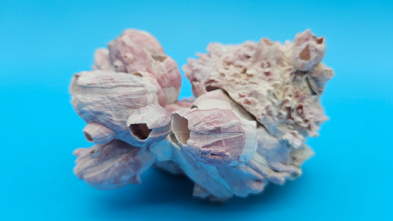 Pink barnacle cluster with open Jewel Box clam shell for display