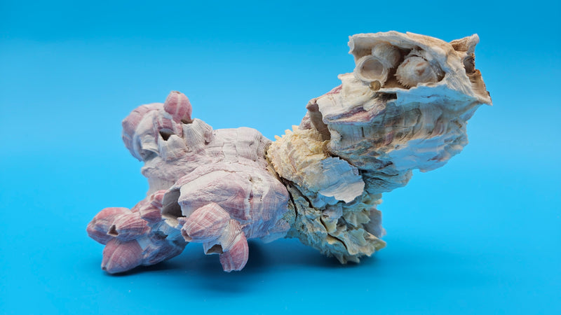 Natural barnacle cluster with Jewel Box shell – premium coastal decor specimen 5x3x3.5