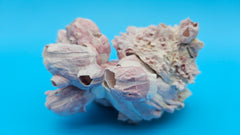 Pink barnacle cluster with open Jewel Box clam shell for display