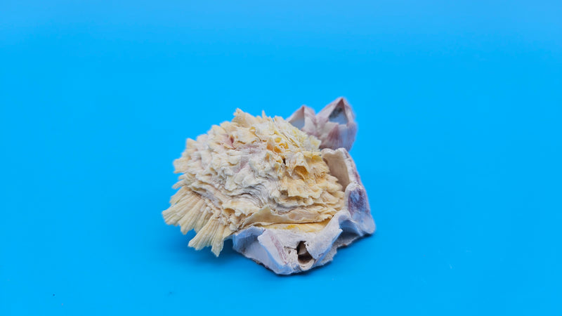 Small barnacle cluster with Jewel Box shell 2x1.8x1 coastal decor